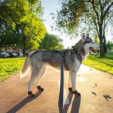 All-Season Pet Running Shoes